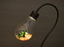 bulb terrarium