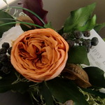 apricot rose