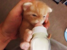 ななちゃん