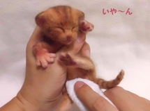 生まれたてのネコ