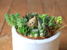 多肉植物寄せ植えwithしずくちゃん(茶）